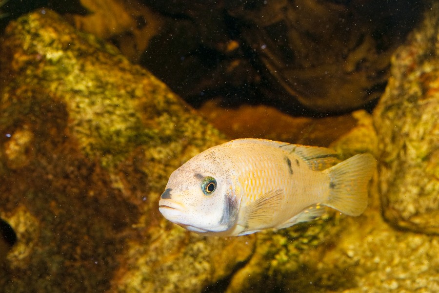 Yellow Cichlid in Freshwater Aquarium